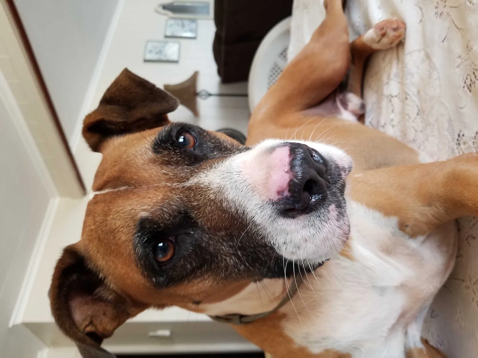 Lost dog in Wahiawa, HI, 96786