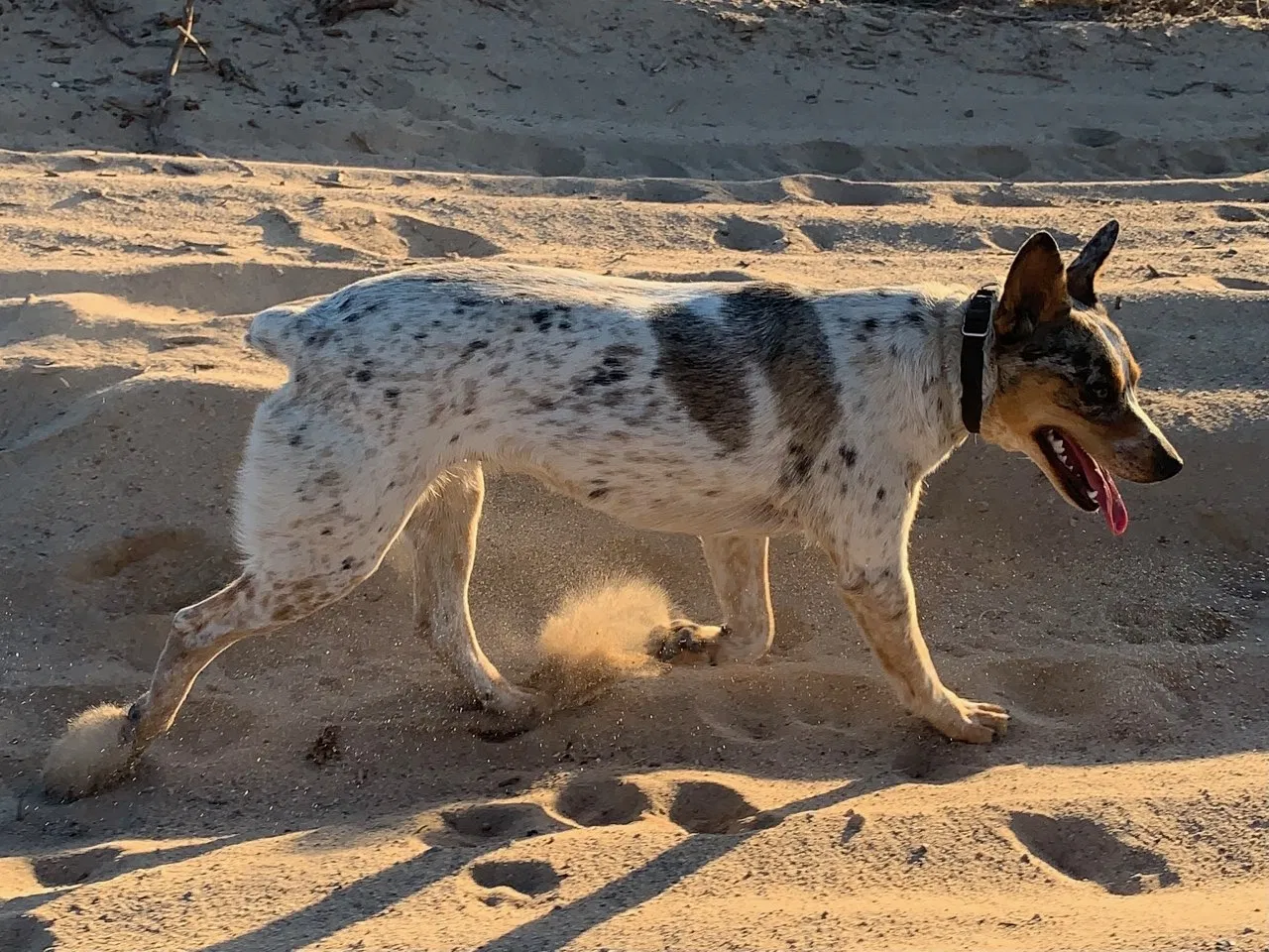 Lost dog in Mesa, AZ, 85207