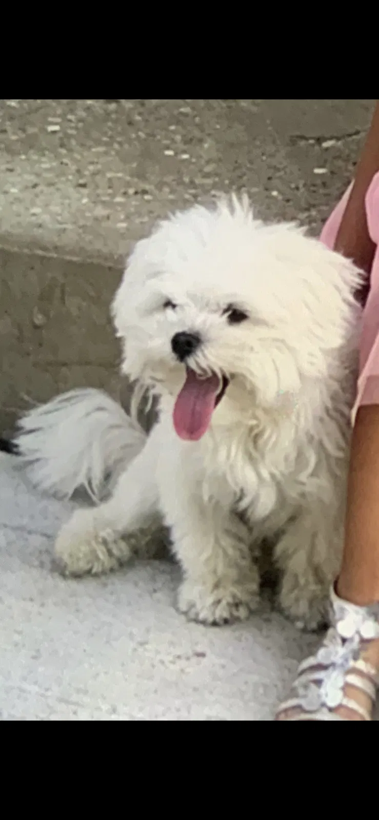 Lost dog in Elgin, IL, 60120