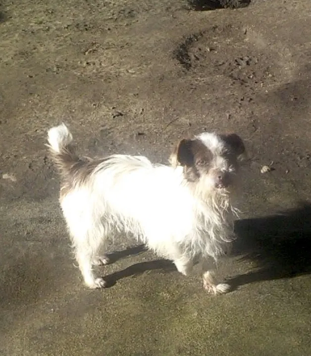 Lost dog in Bakersfield, CA, 93307
