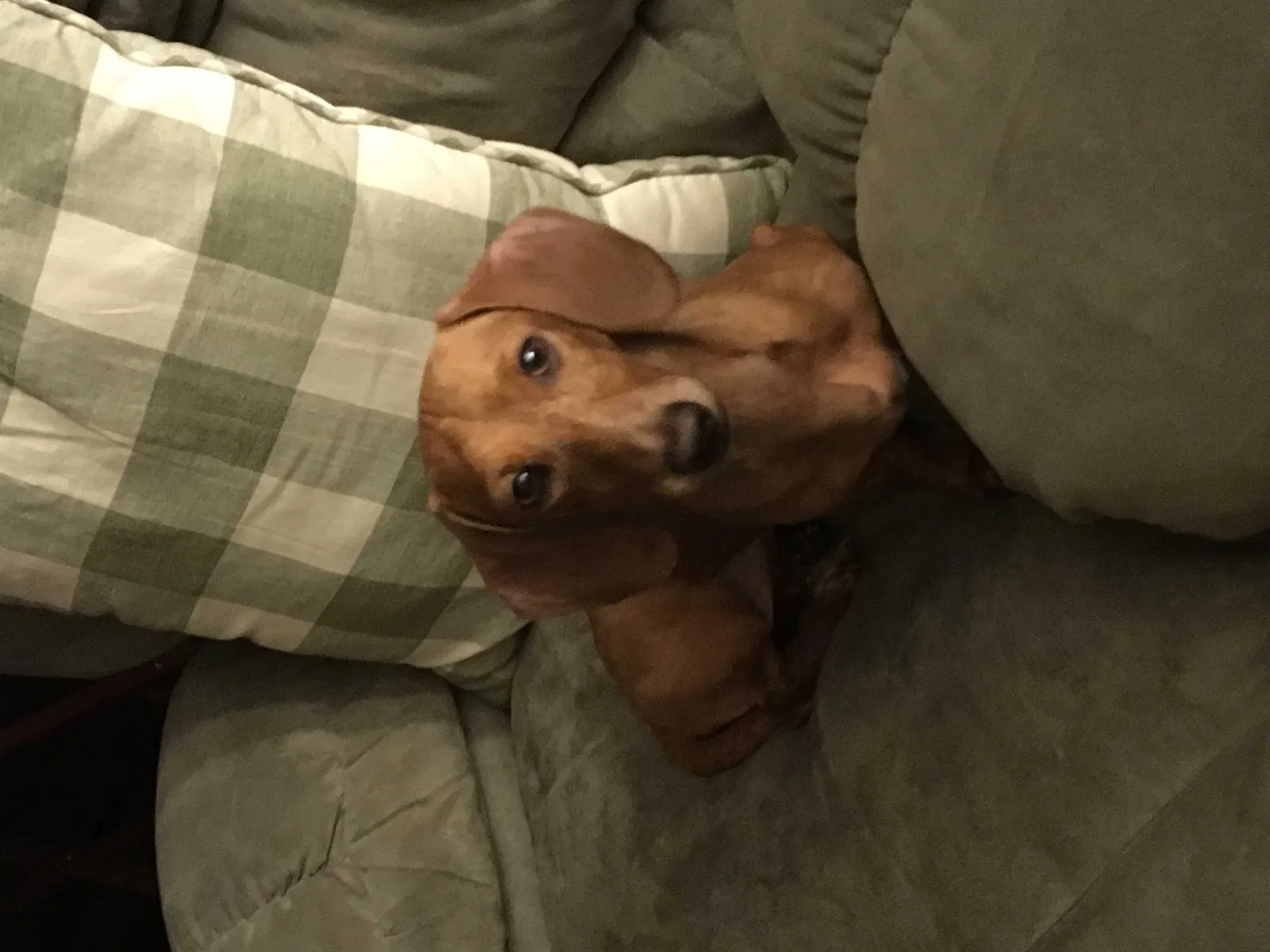 Lost dog in Clifton, NJ, 7011