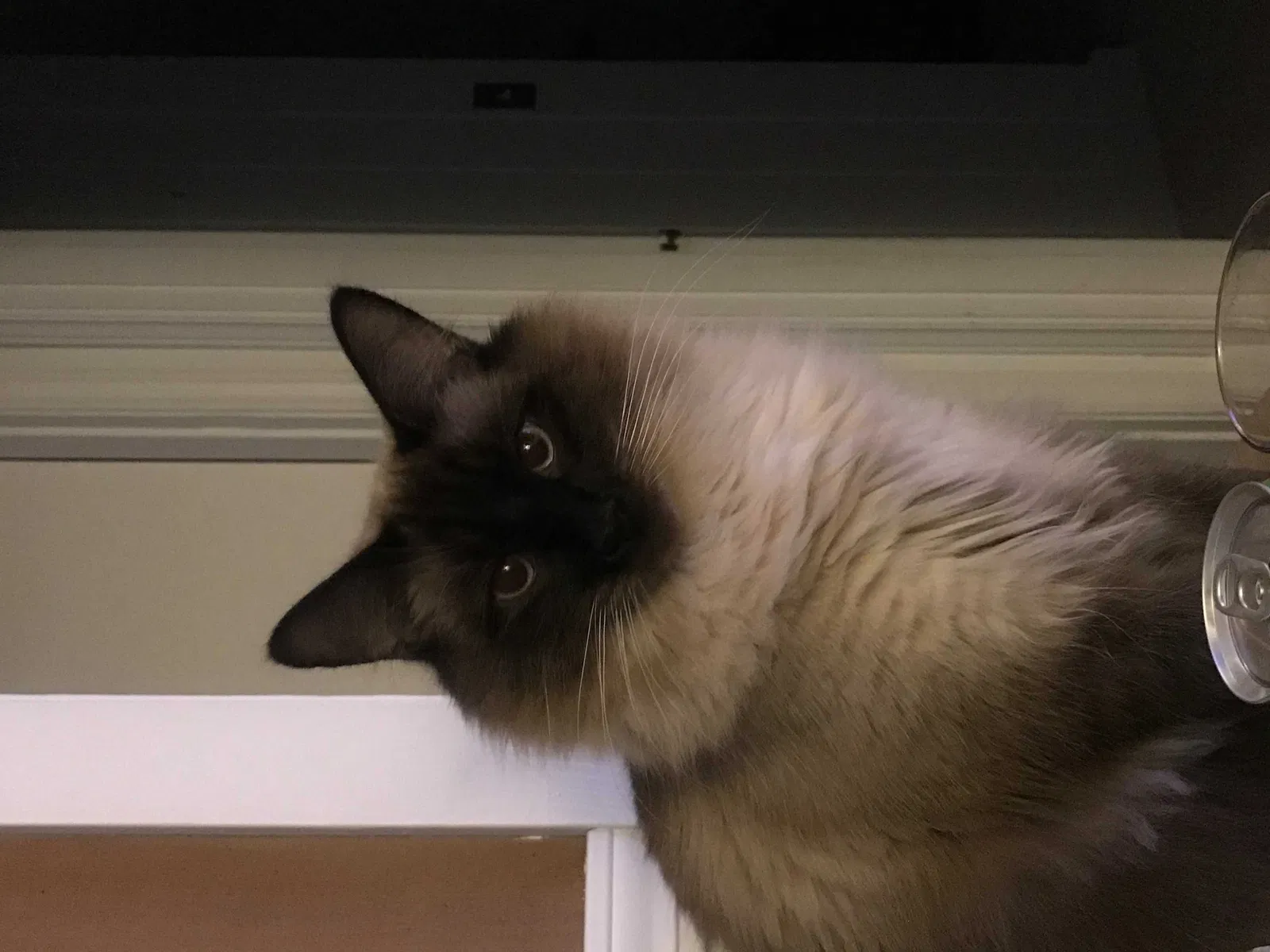Lost cat in Kirkland, WA, 98033
