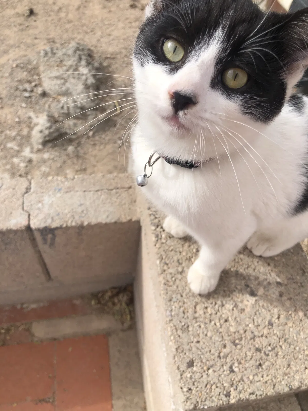 Lost cat in Tucson, AZ, 85746