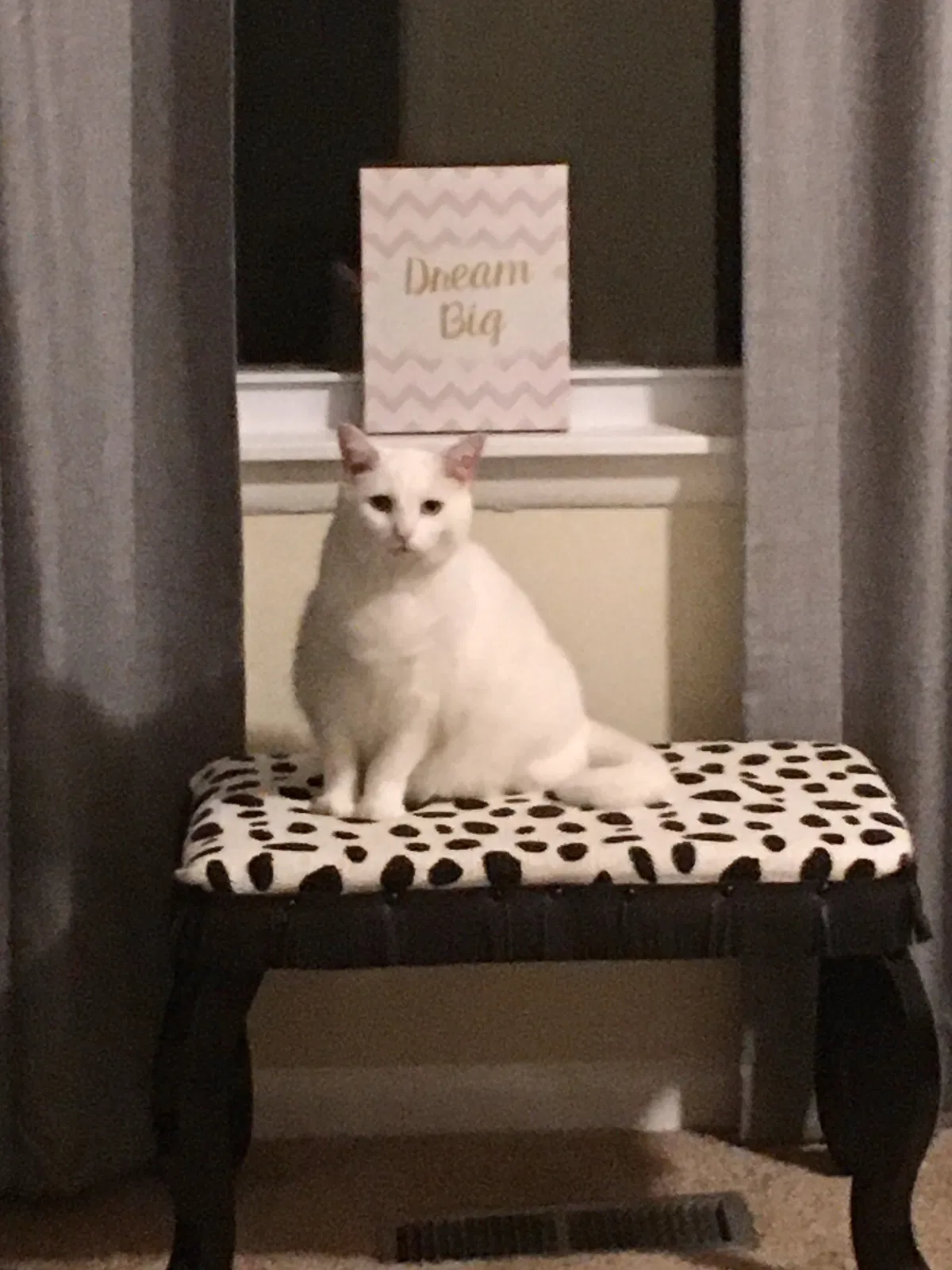 Lost cat in Birmingham, AL, 35226