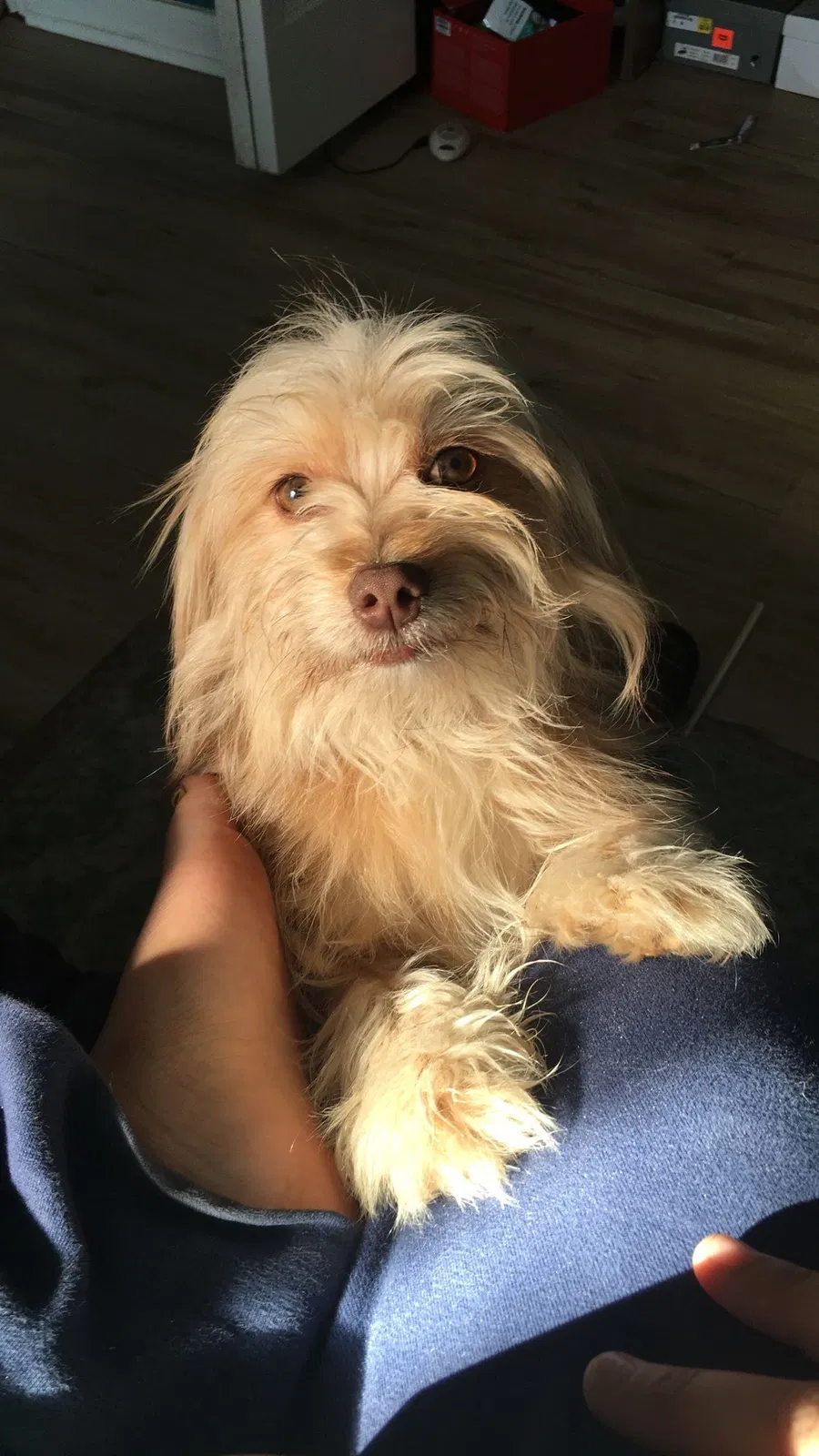 Lost dog in Crawfordville, FL, 32327