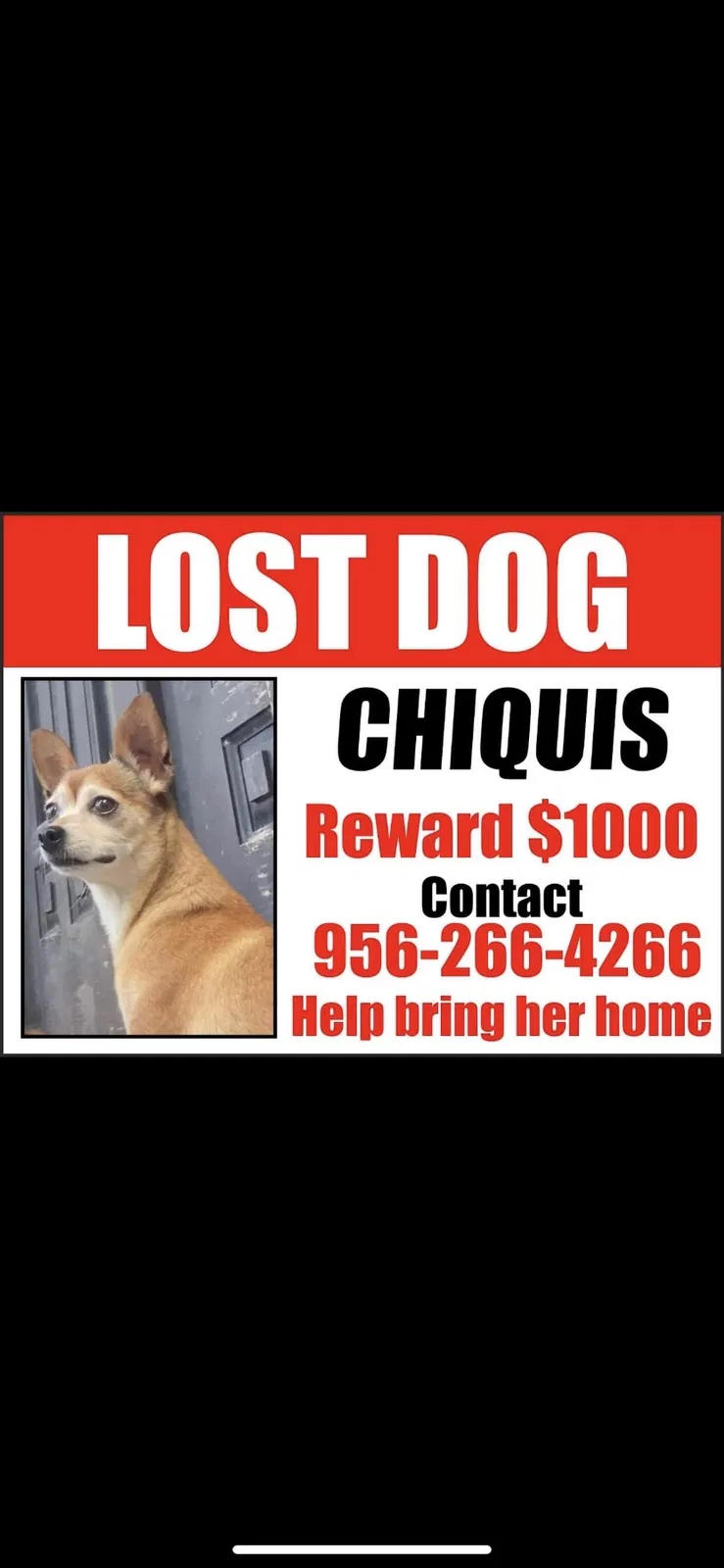Lost dog in Mission, TX, 78574