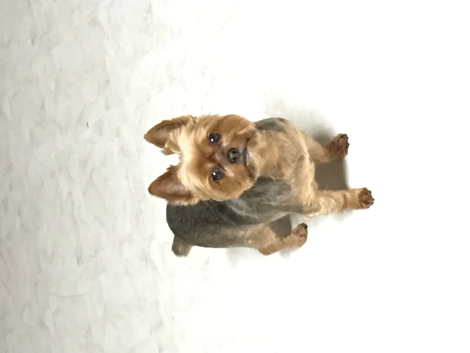 Lost dog in Travelers Rest, SC, 29690