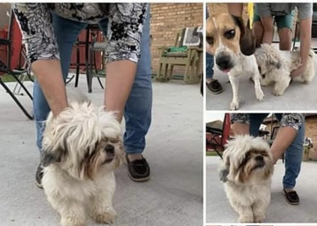 Lost dog in San Juan, TX, 78589