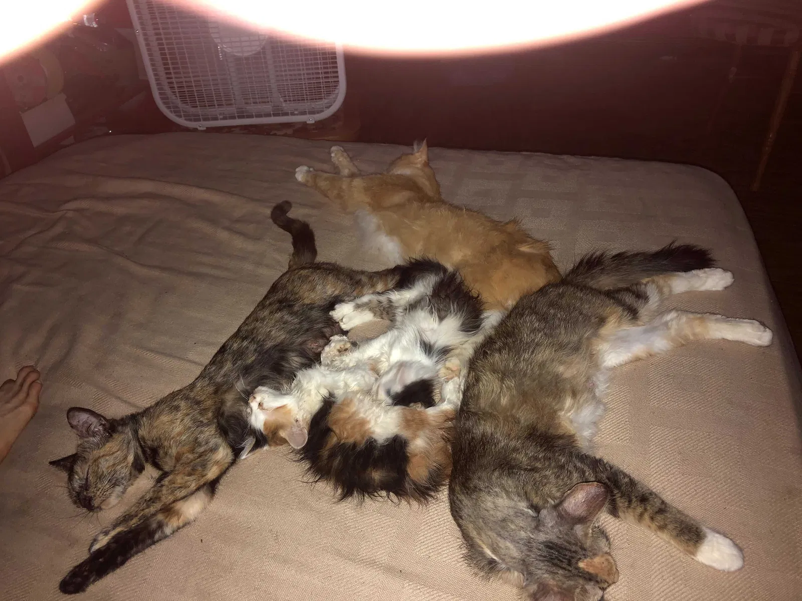 Lost cat in Albuquerque, NM, 87112
