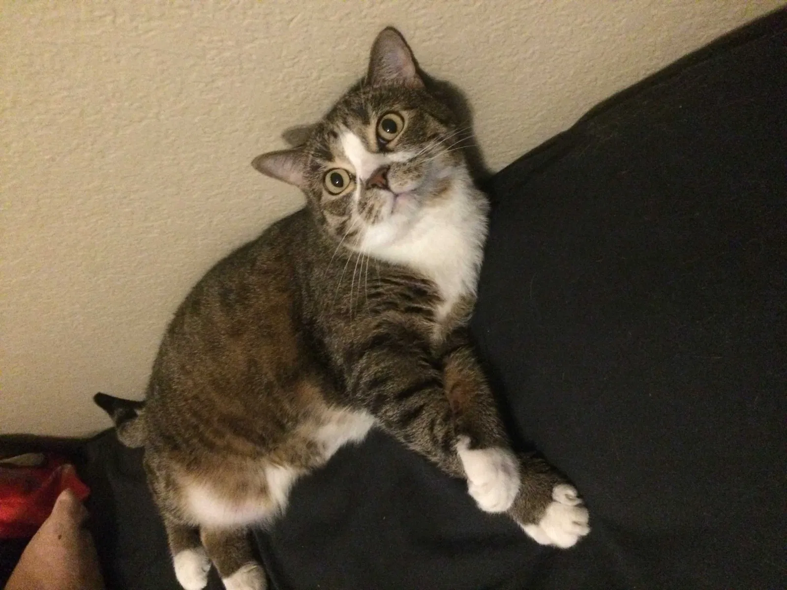 Lost cat in Bixby, OK, 74008