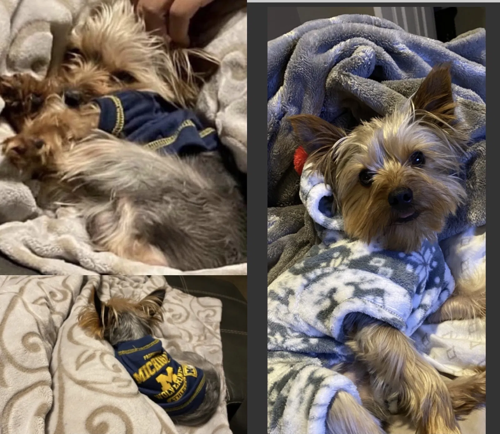 Lost dog in Greenwood, IN, 46142