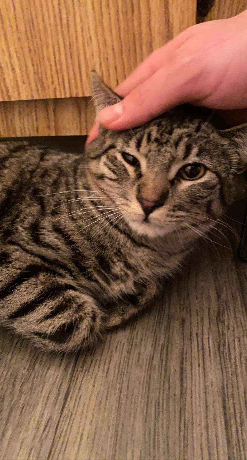 Lost cat in Tucson, AZ, 85718