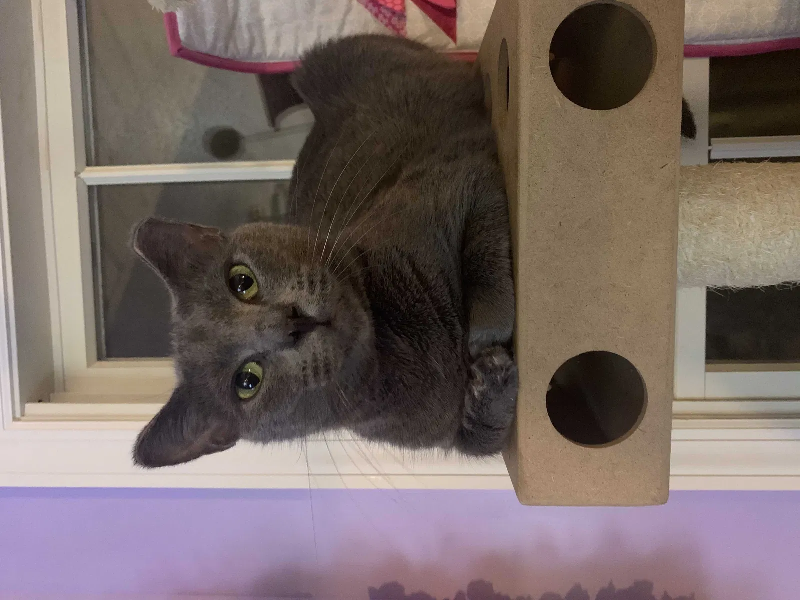 Lost cat in Mc Donald, PA, 15057