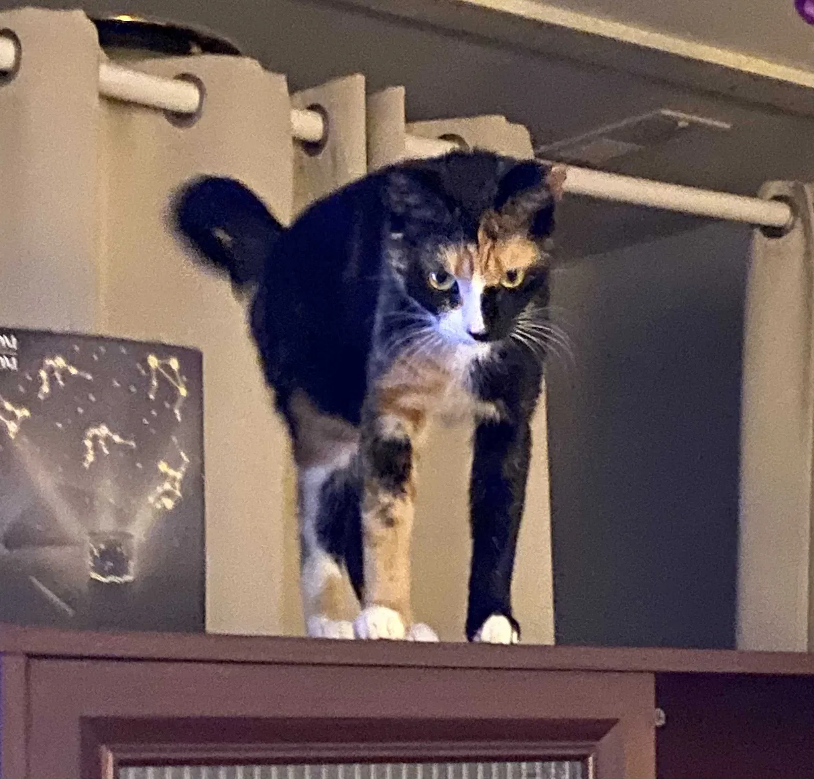 Lost cat in Frederick, MD, 21703