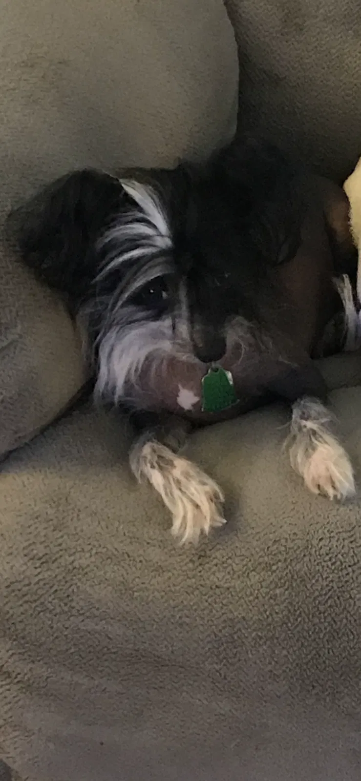 Lost dog in Pawhuska, OK, 74056