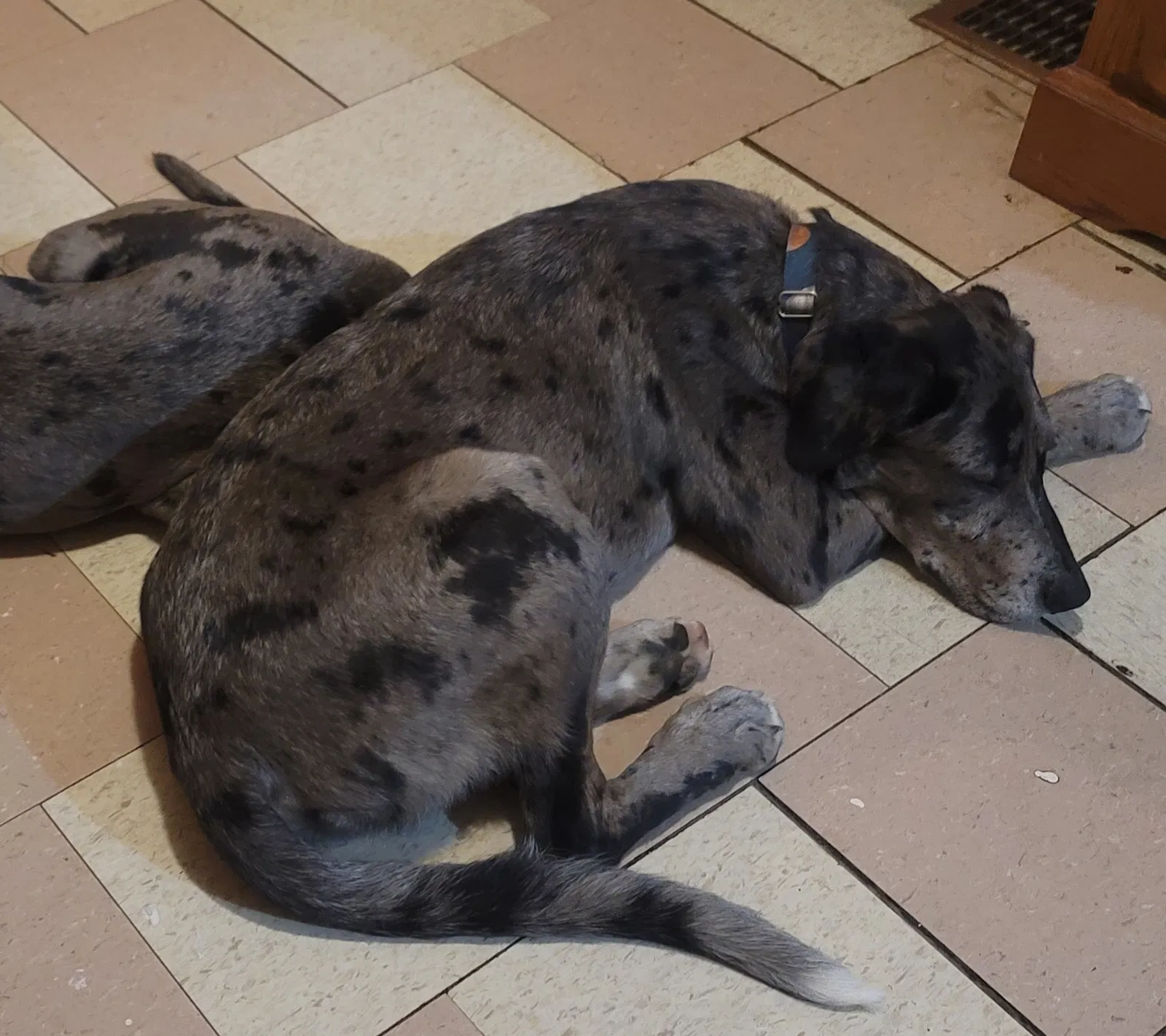 Lost dog in Muncie, IN, 47302