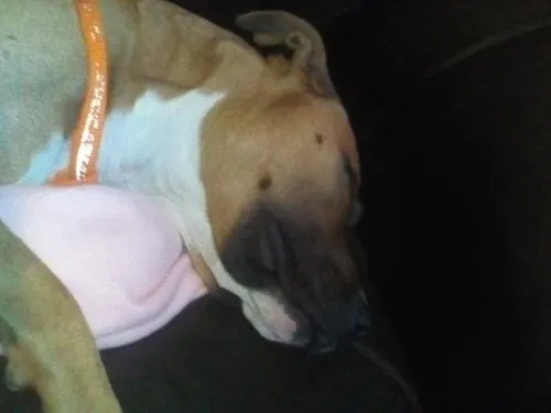 Lost dog in Oklahoma City, OK, 73129