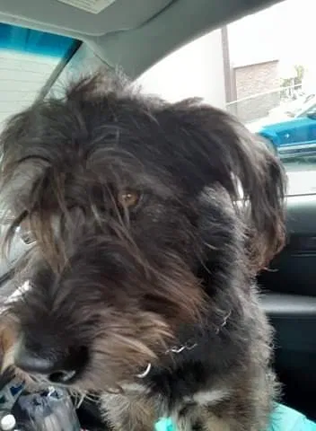 Lost dog in Orlando, FL, 32819