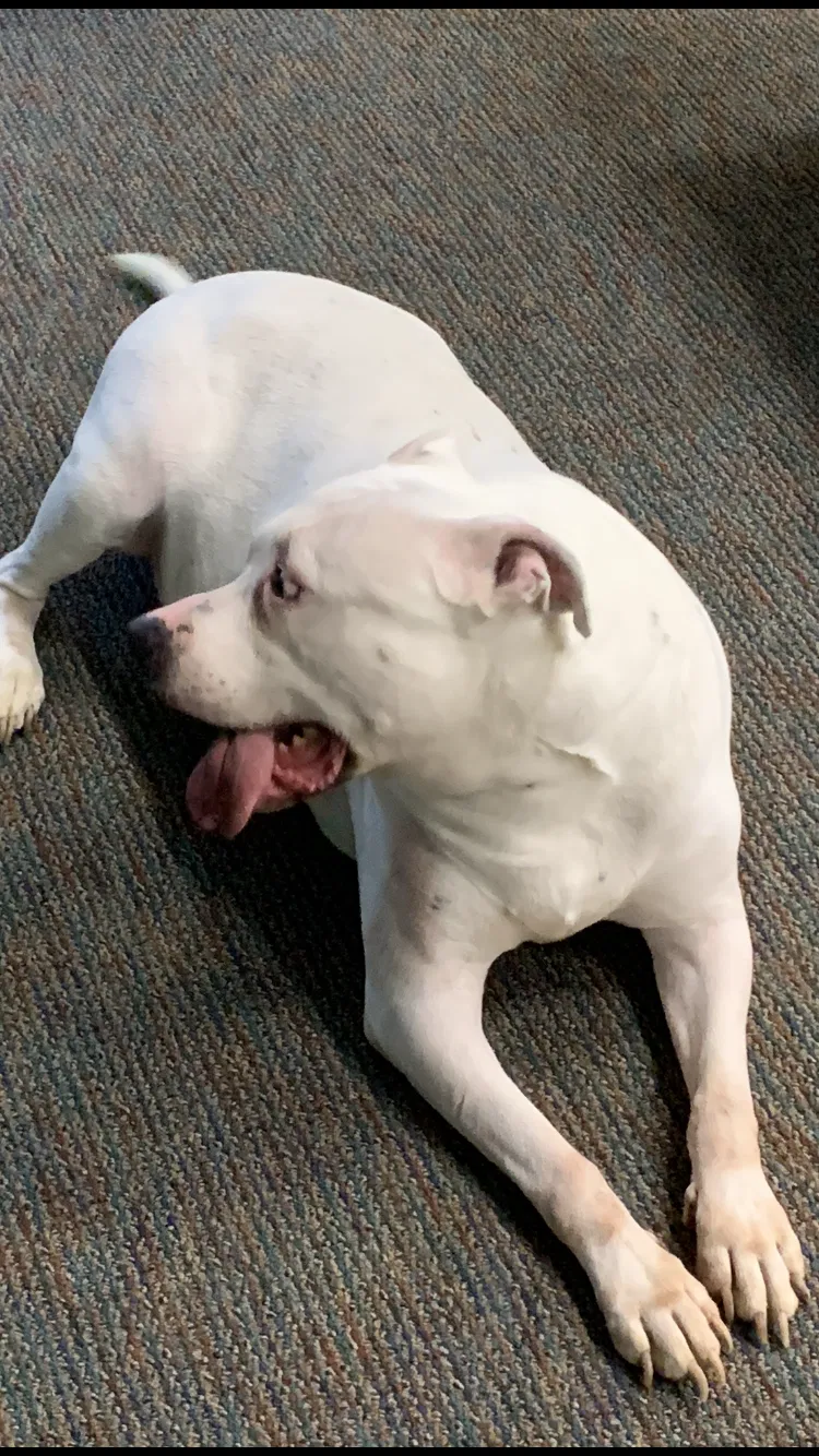 Found dog in Cincinnati, OH, 45227