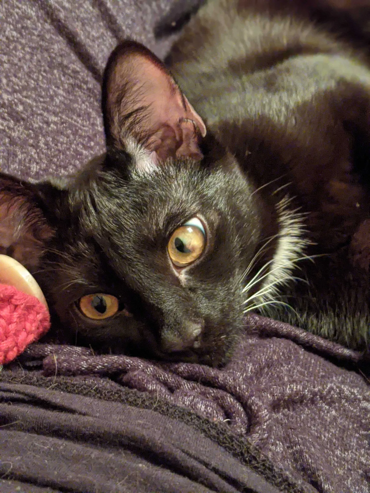 Lost cat in Simpsonville, SC, 29681