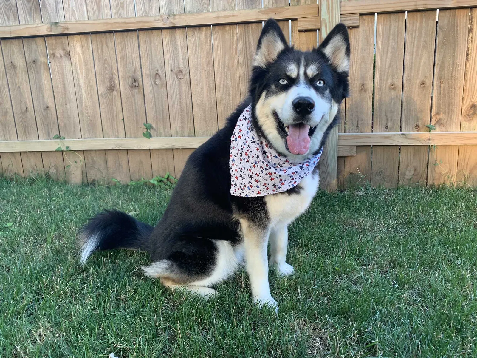 Lost dog in Plainwell, MI, 49080