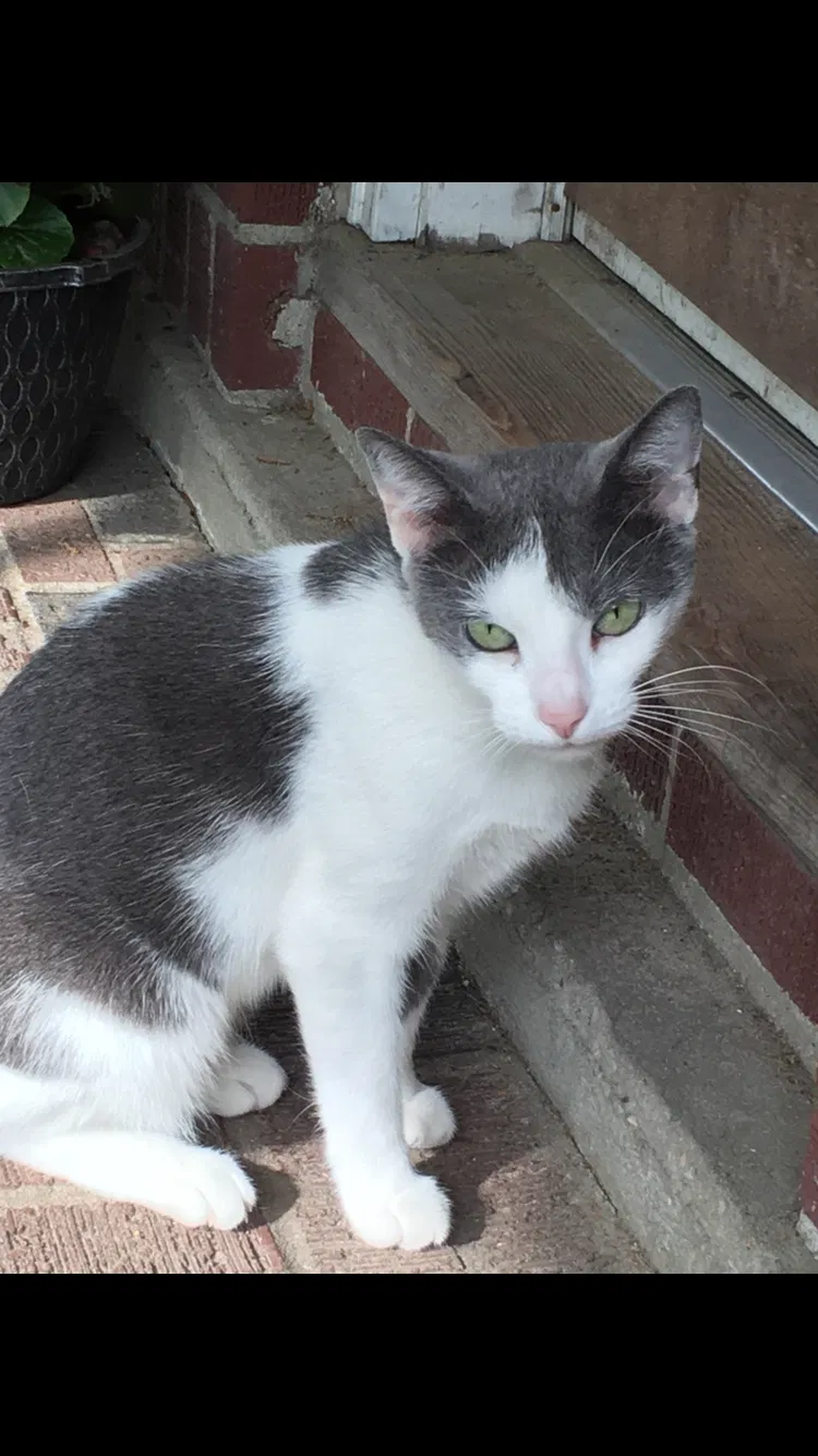 Lost cat in Hanahan, SC, 29410