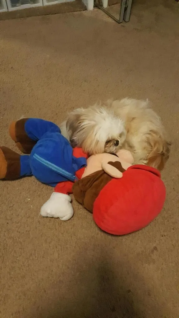 Lost dog in Orange, NJ, 7050