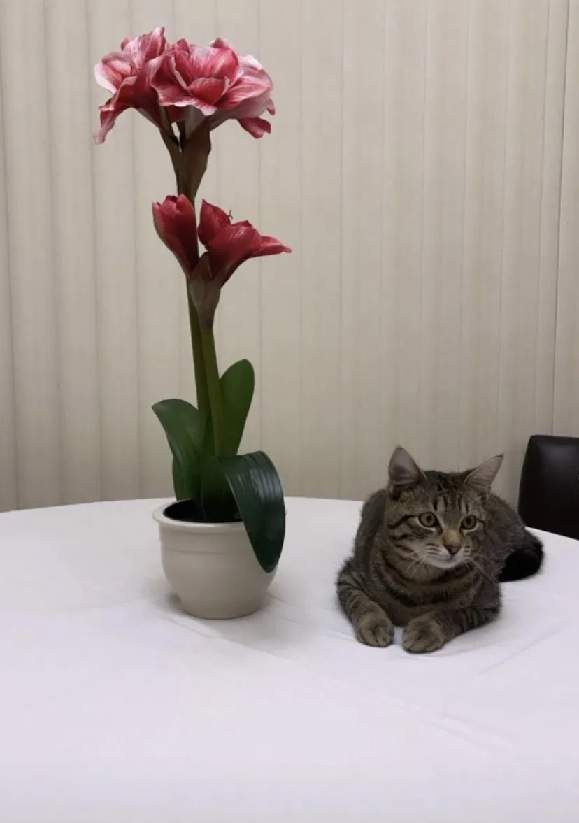 Lost cat in Peekskill, NY, 10566