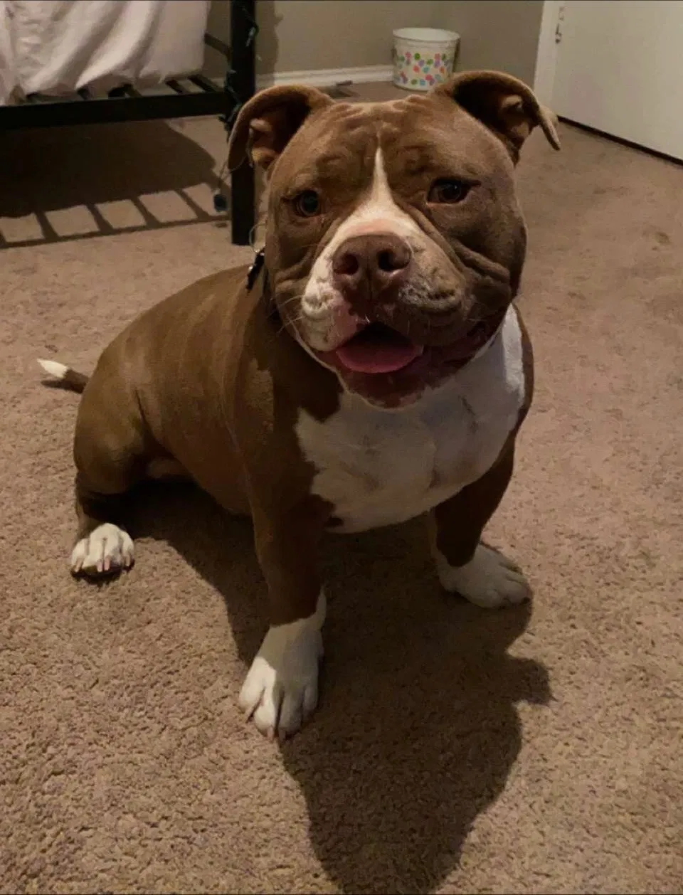 Lost dog in Lubbock, TX, 79424