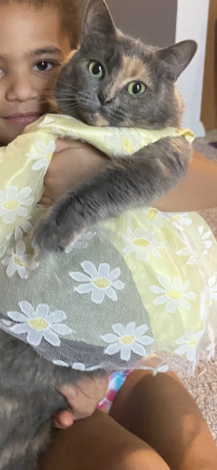 Lost cat in Fort Wayne, IN, 46819