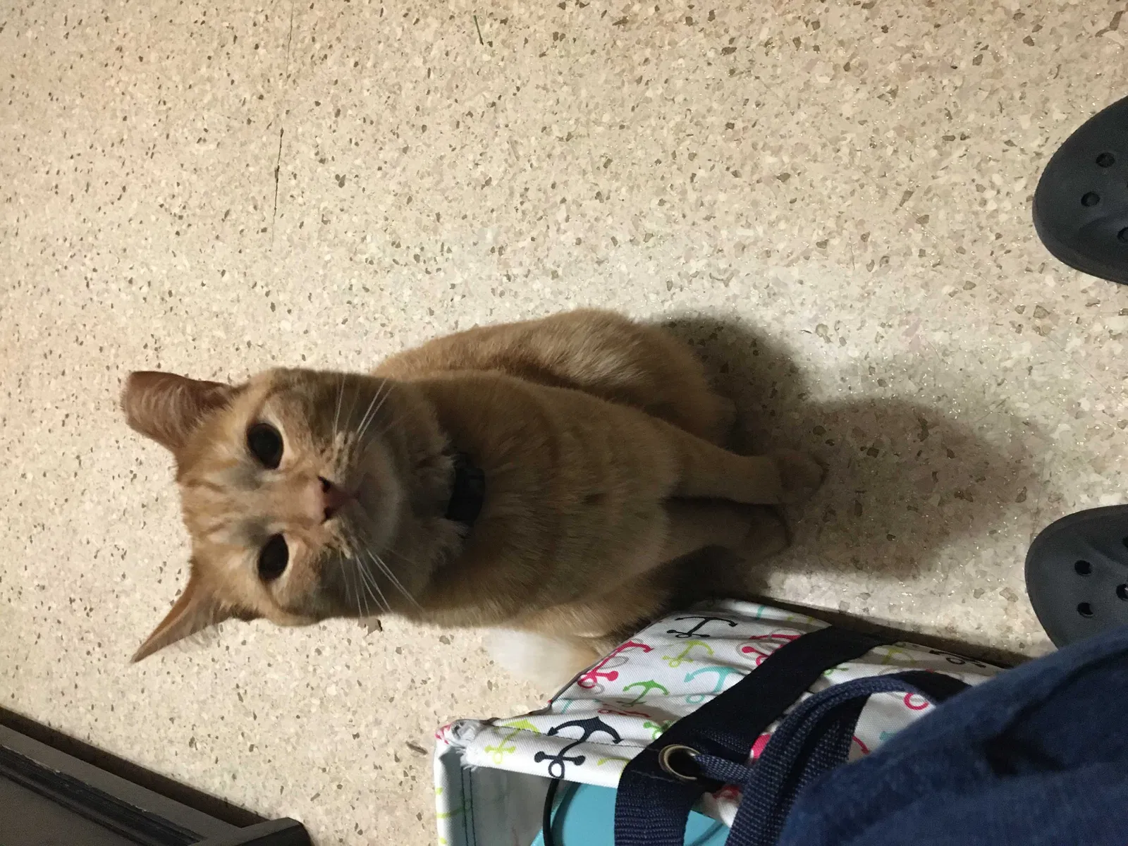 Lost cat in Cherryville, NC, 28021