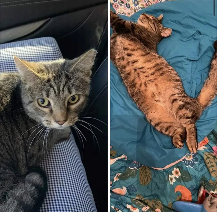 Lost cat in Lexington, KY, 40511
