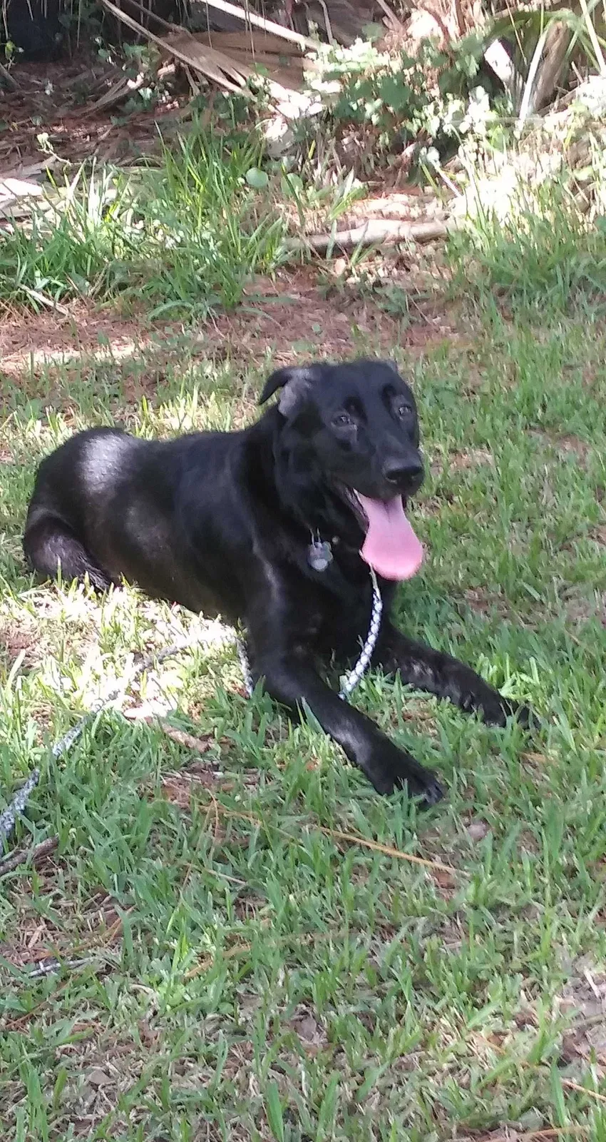 Lost dog in Crystal River, FL, 34429