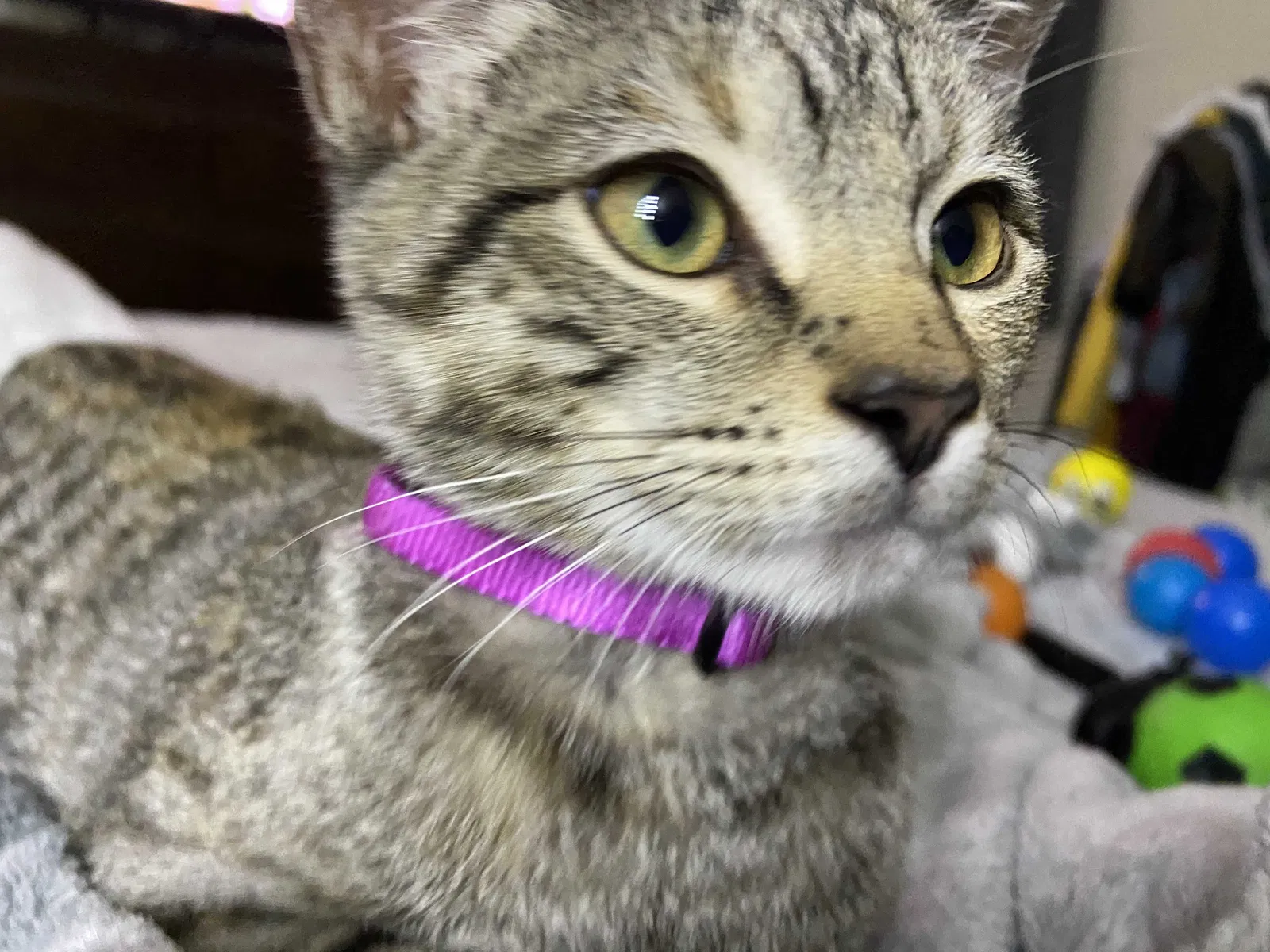Lost cat in Brownsville, TX, 78520