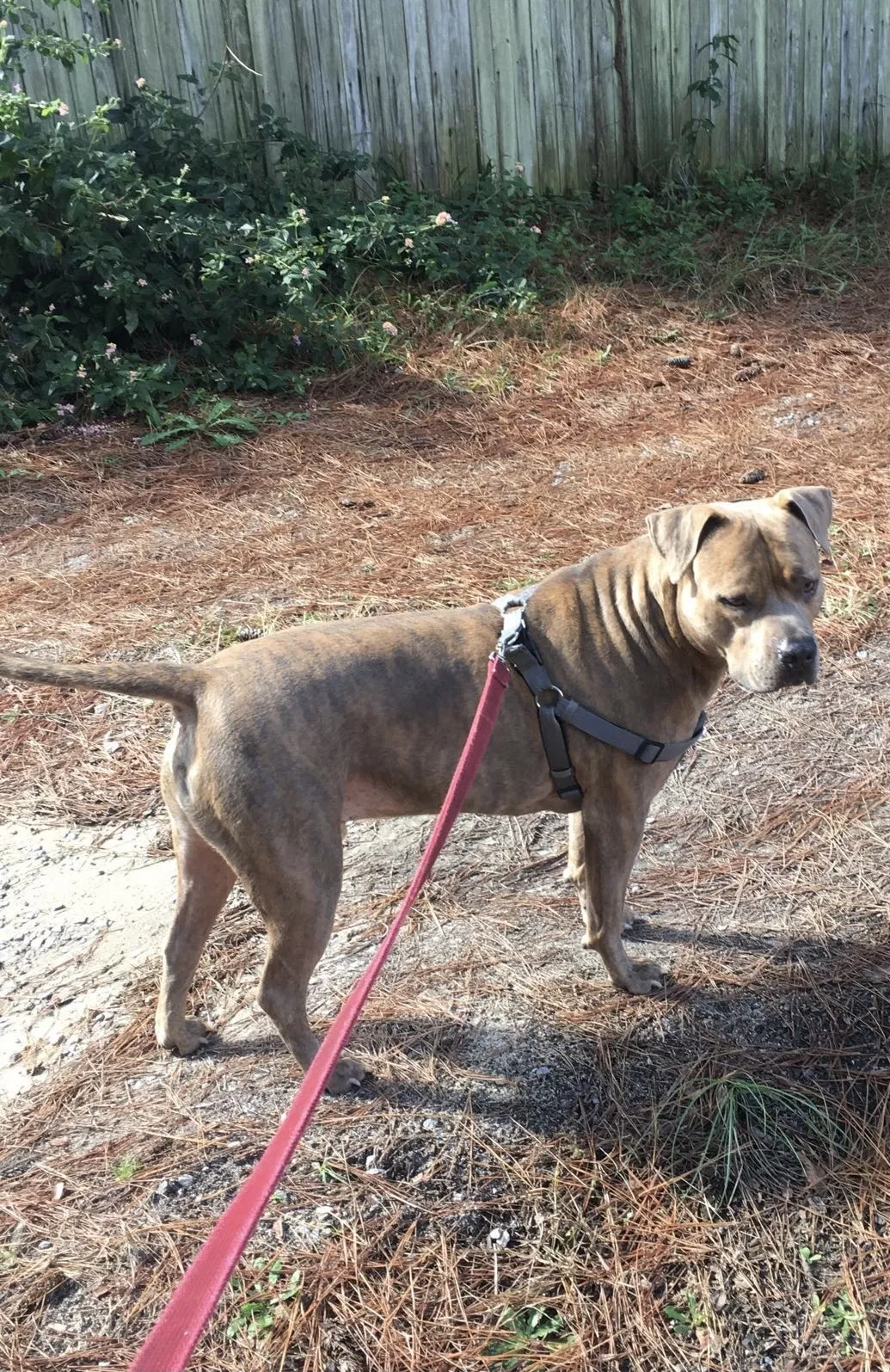 Lost dog in West Columbia, SC, 29170