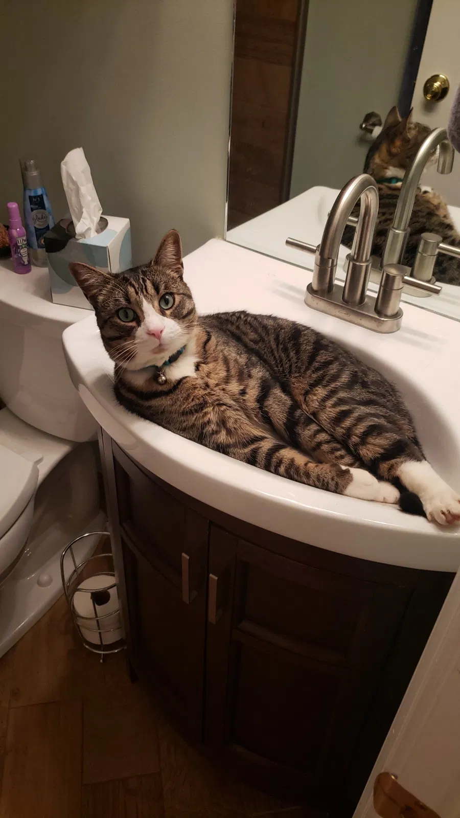 Lost cat in Morristown, TN, 37814