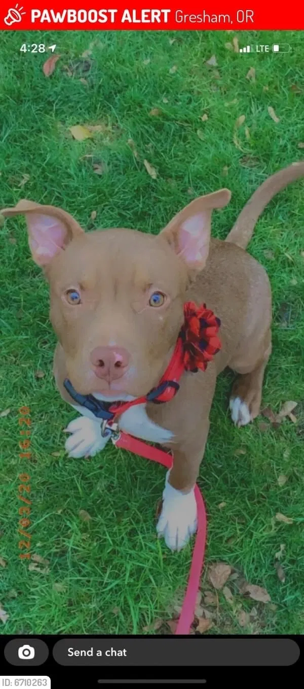 Lost dog in Portland, OR, 97233