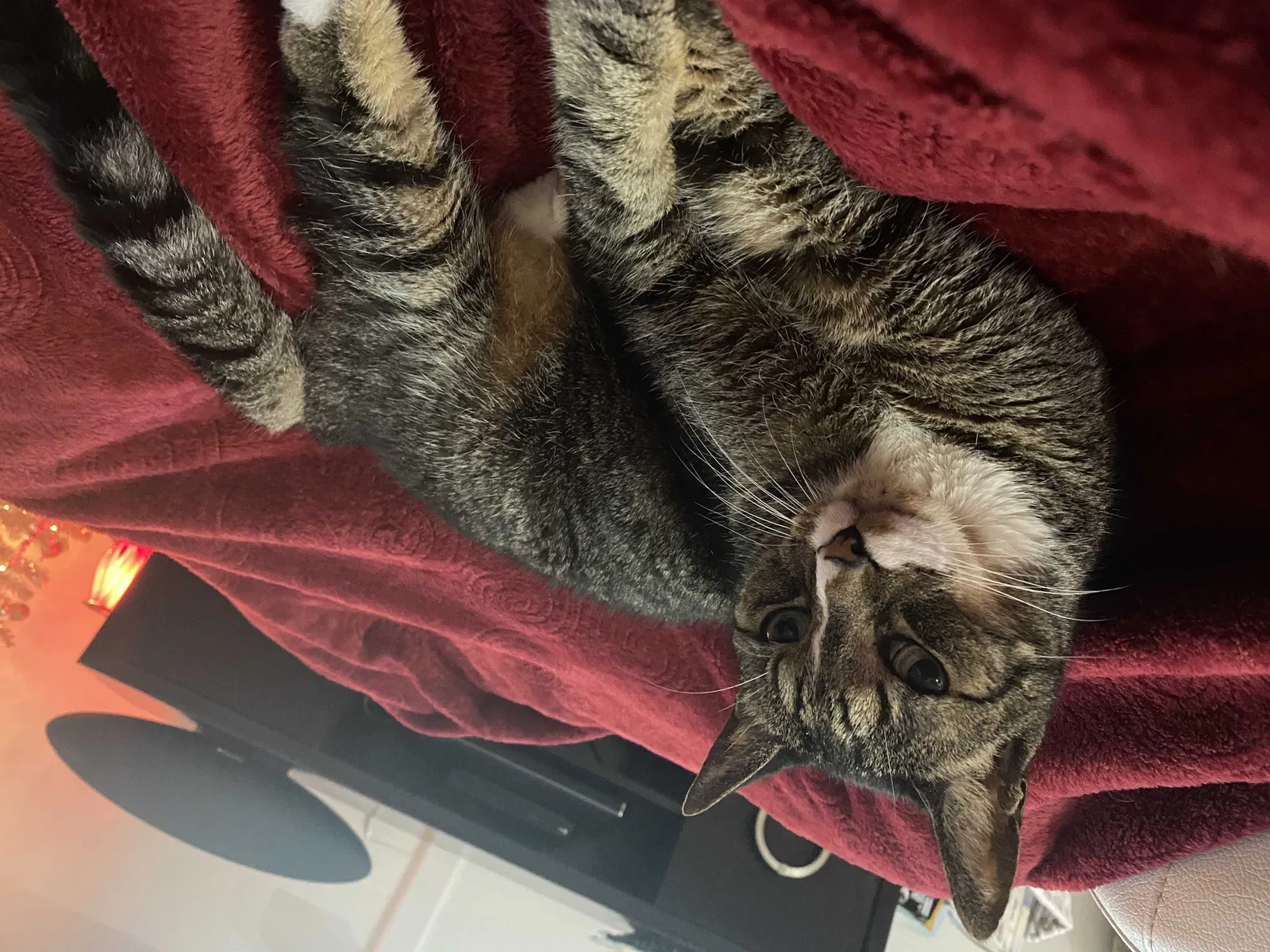 Lost cat in Fort Lauderdale, FL, 33327