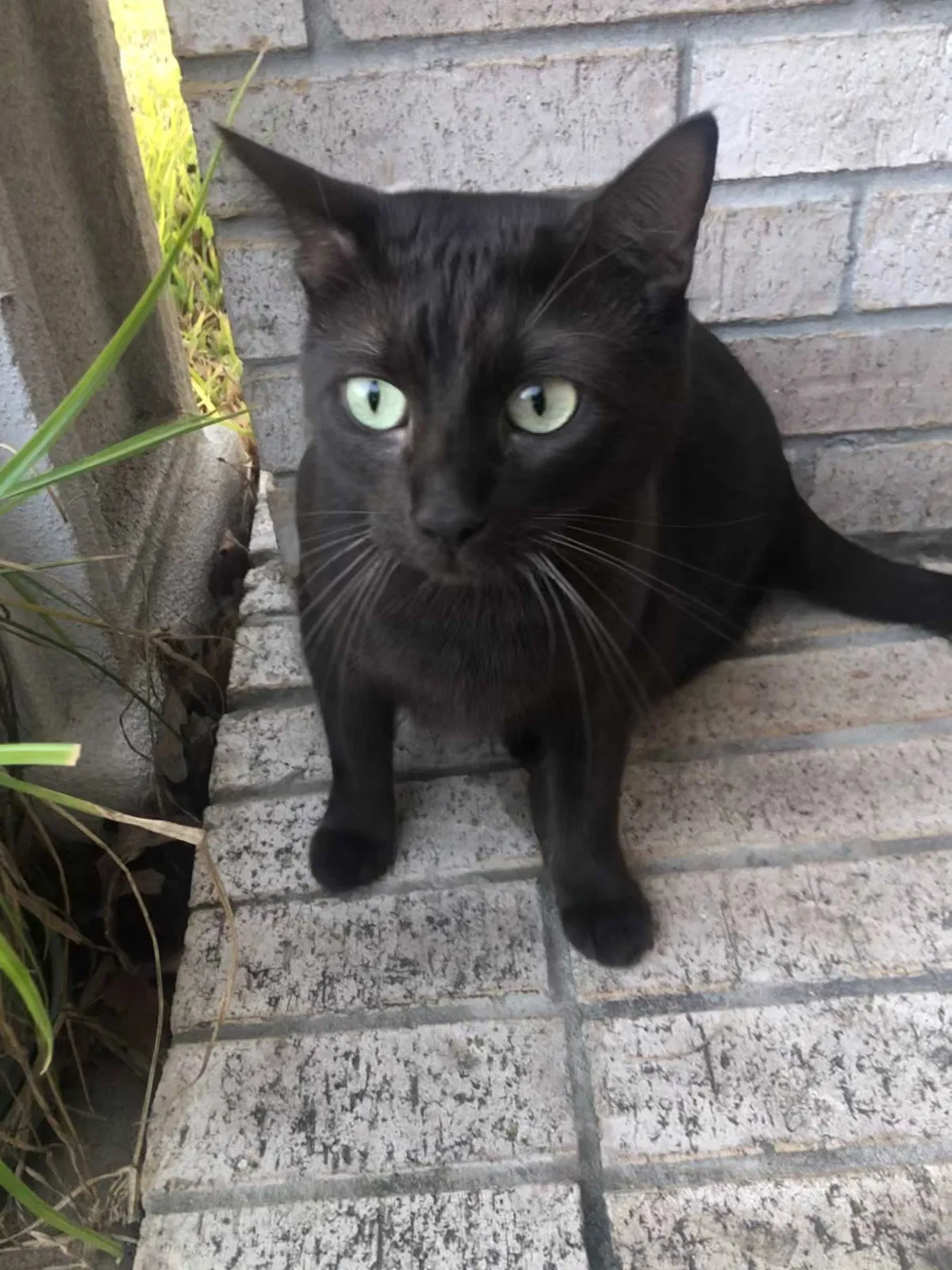 Lost cat in Pflugerville, TX, 78660
