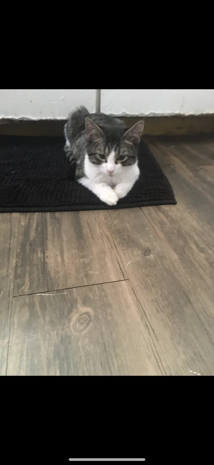 Lost cat in Lubbock, TX, 79412
