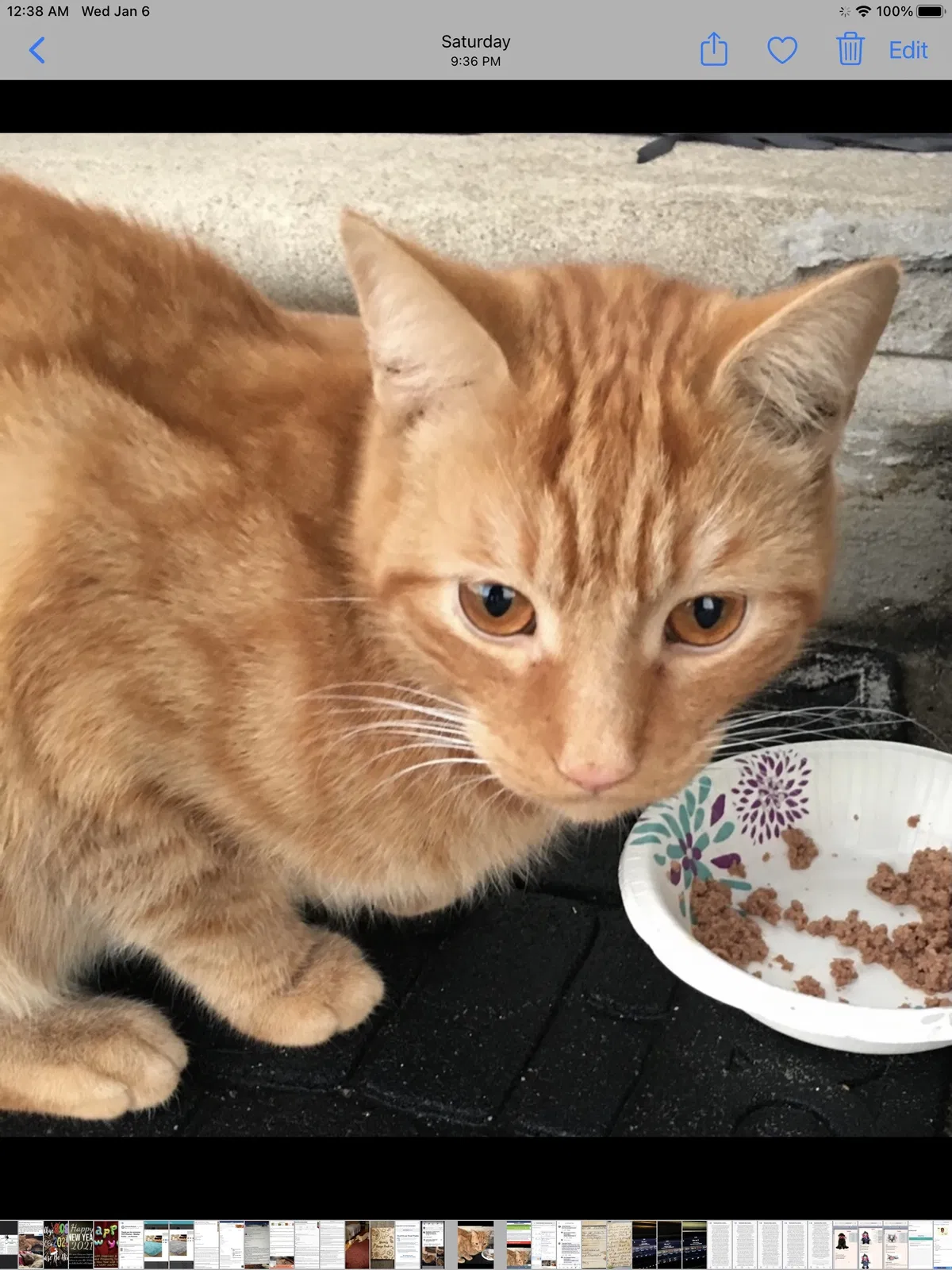 Lost cat in Norristown, PA, 19401