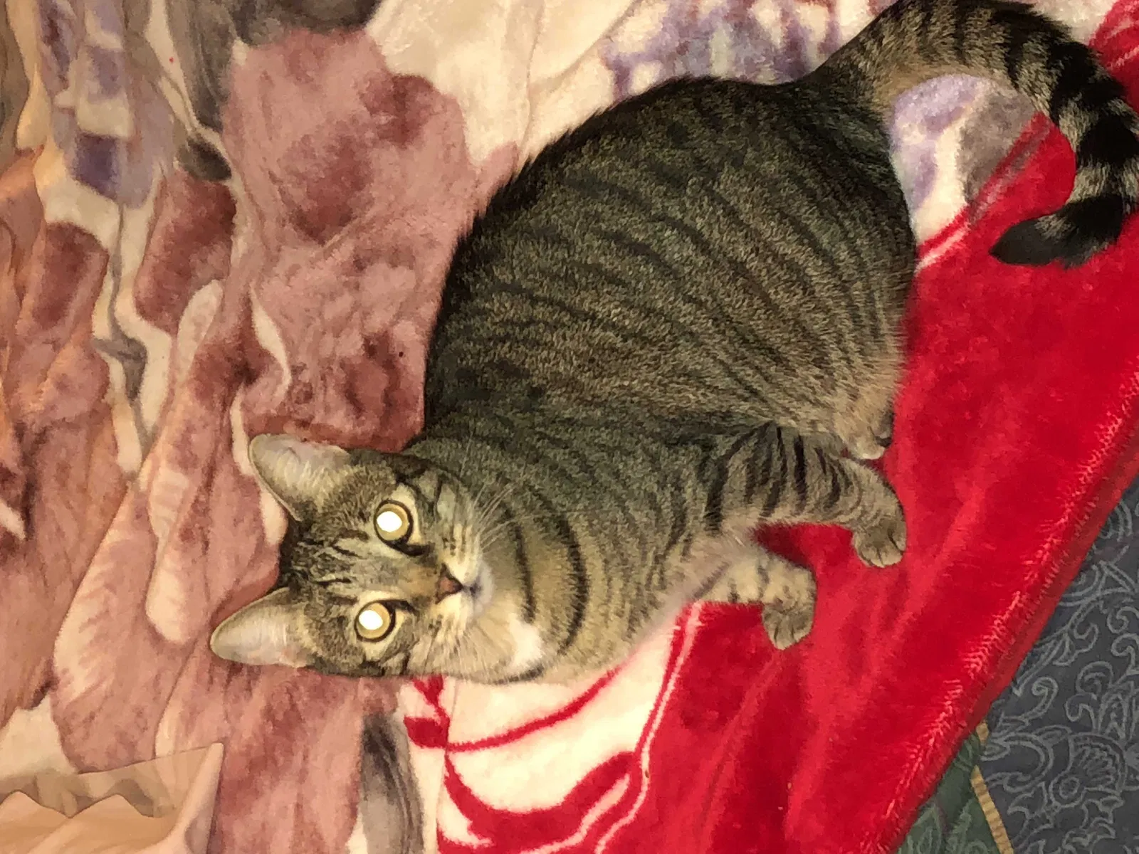 Lost cat in Fairfield, CA, 94533