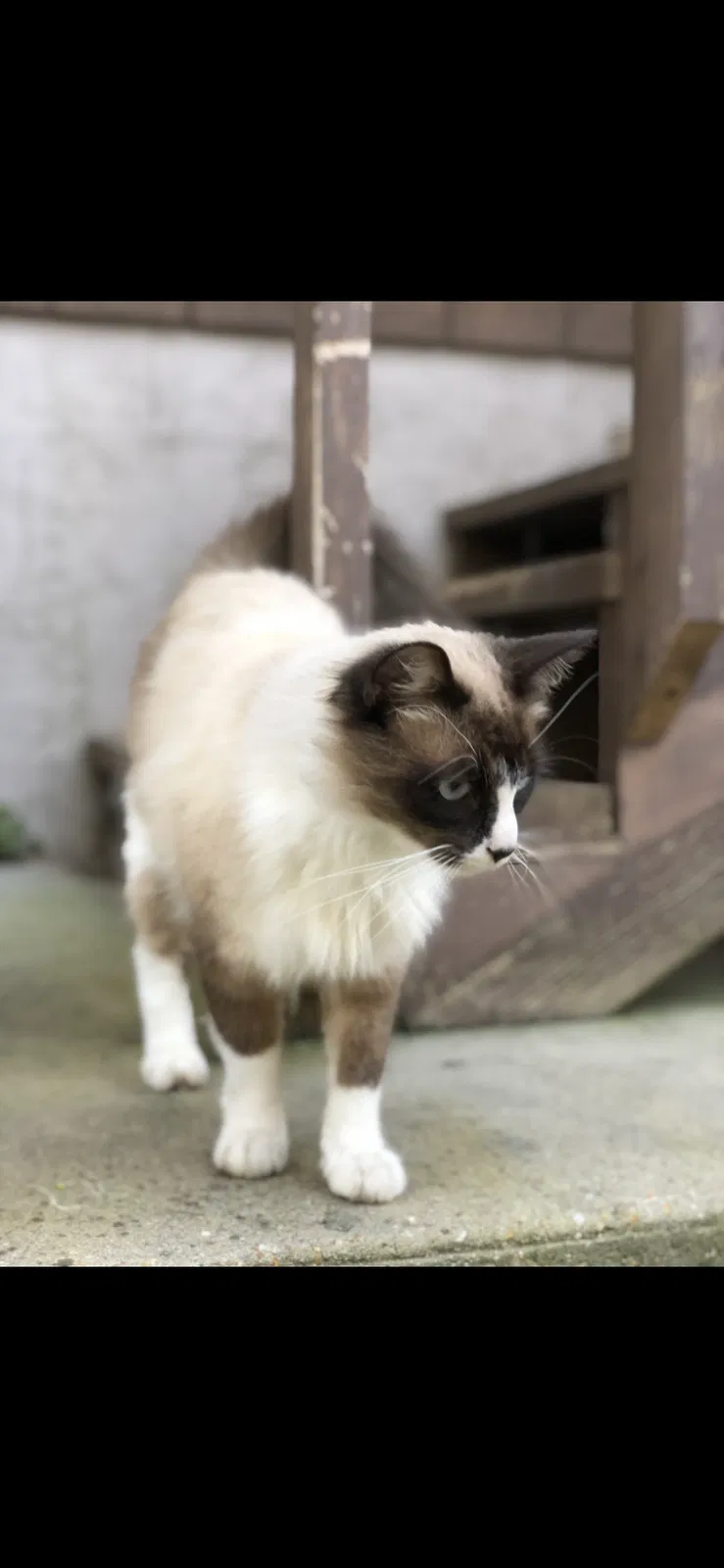 Lost cat in Pensacola, FL, 32514