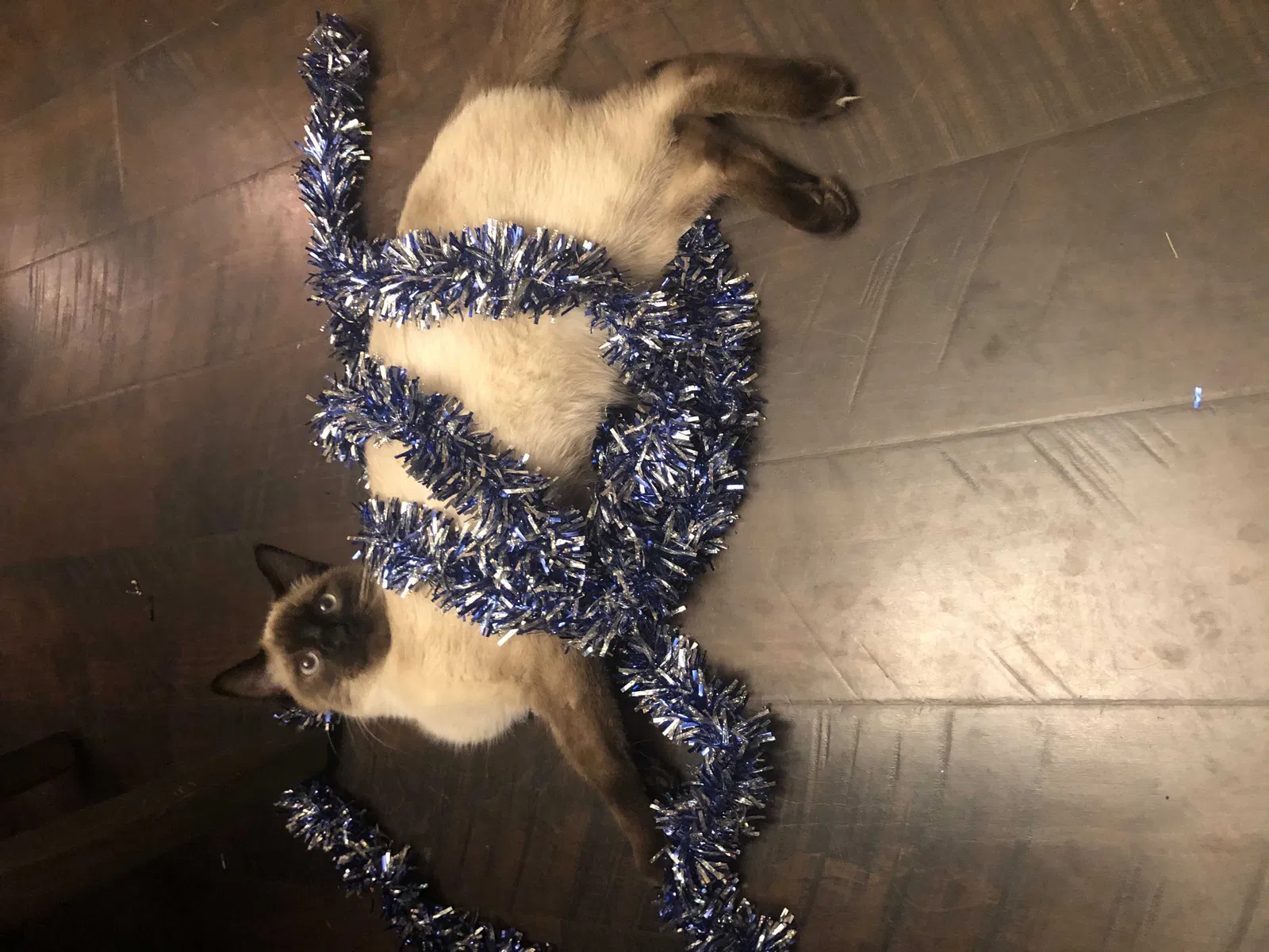 Lost cat in Mabelvale, AR, 72103