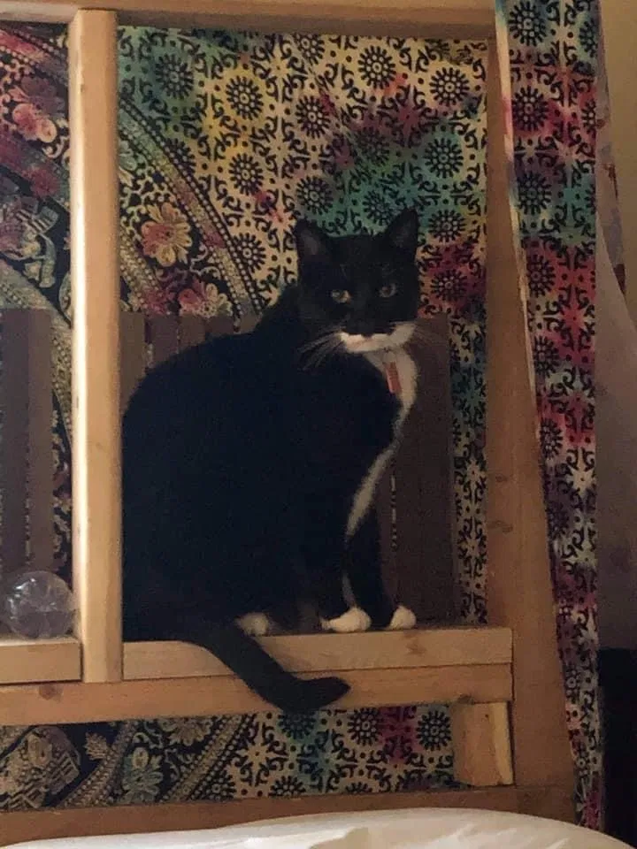 Lost cat in Sedro Woolley, WA, 98284