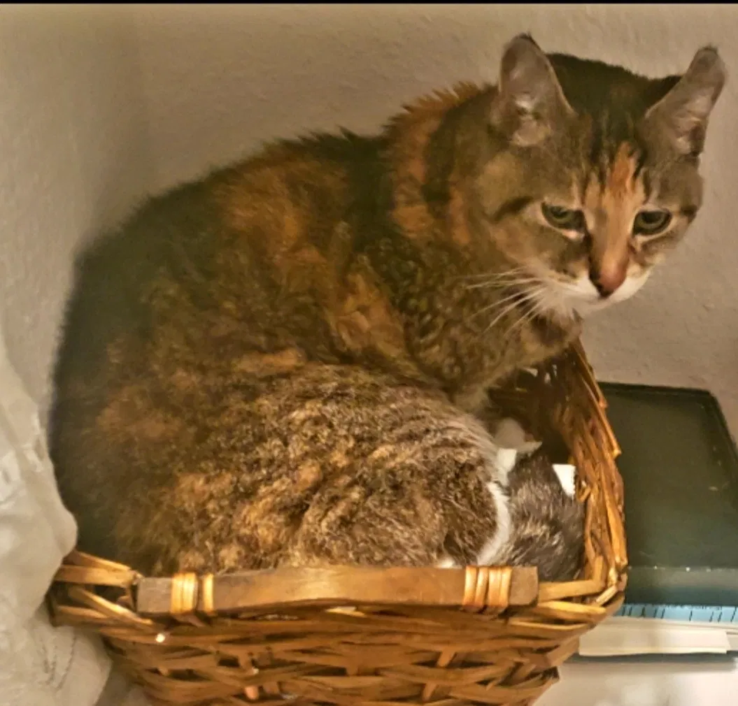 Lost cat in San Rafael, CA, 94903