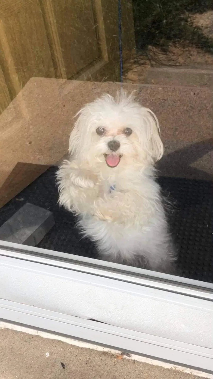 Lost dog in Westland, MI, 48186