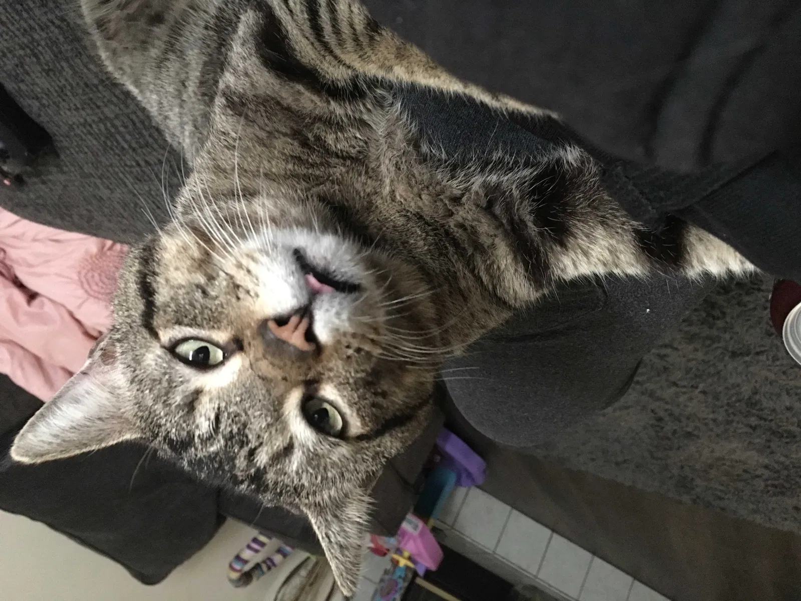 Lost cat in Jacksonville, FL, 32210