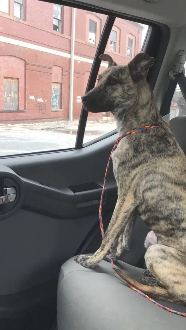 Lost dog in Greensboro, NC, 27407