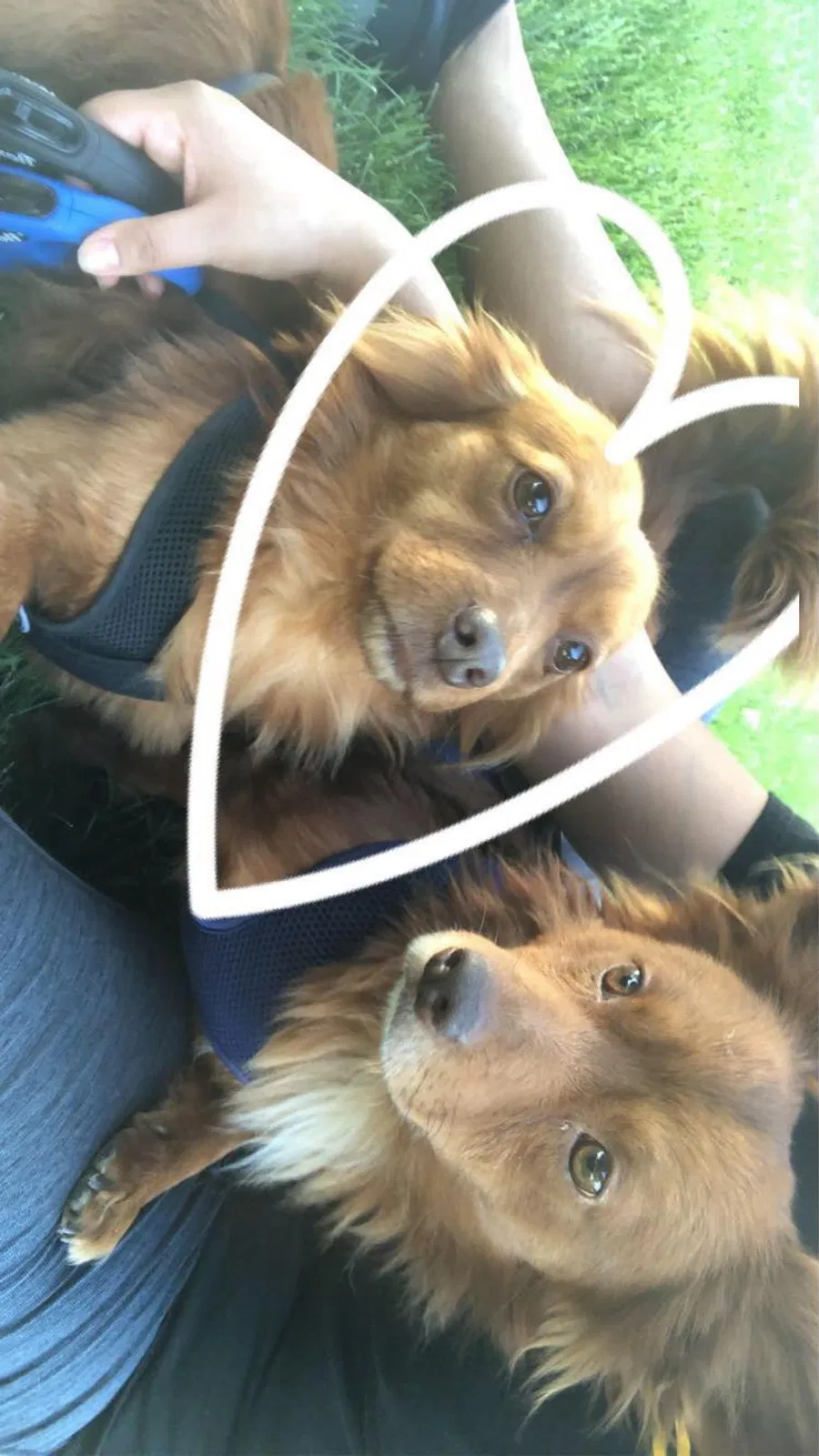 Lost dog in Fairfield, CA, 94533